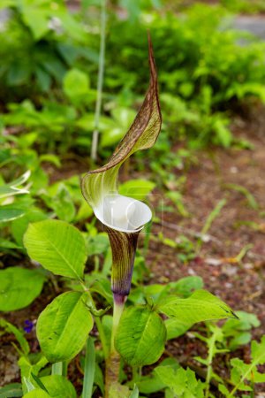 Rare flower of arisaema sikokianum that blooms in spring.