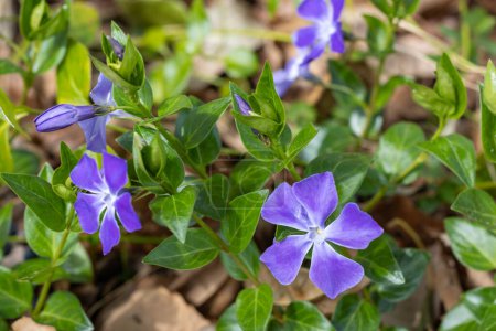 Beautiful blue purple periwinkle flowers blooming in the spring garden.