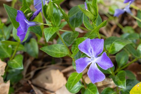 Beautiful blue purple periwinkle flowers blooming in the spring garden.