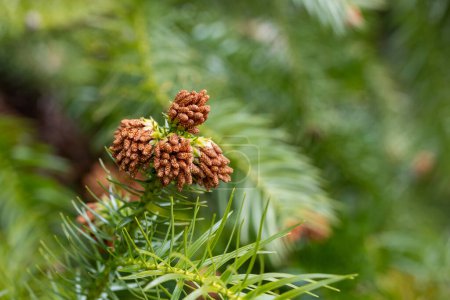 Close-up of Chinese fir flowers in forest park.