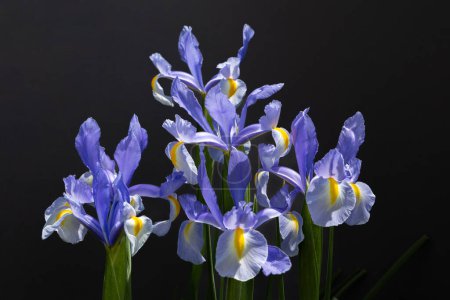 Dutch iris flowers that bloom neatly and beautifully against a black background.