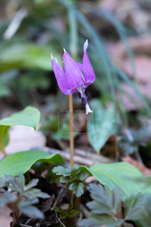 Beautiful dogtooth violet flowers that signal the arrival of spring.