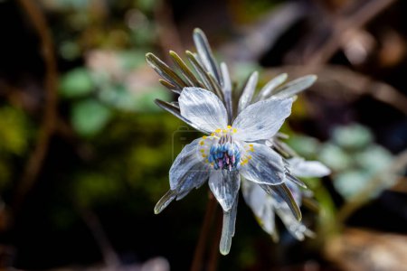 Eranthis pinnatifida grass that looks wet and glassy from the early spring morning dew.