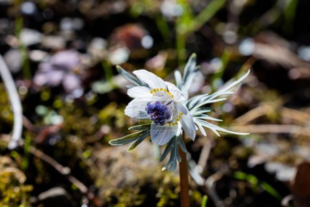 Eranthis pinnatifida hierba que se ve húmedo y vidrioso desde el rocío de la mañana de primavera.