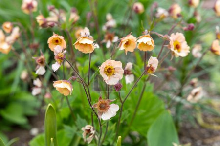 Geum Mai Tai flowers blooming neatly in the garden.