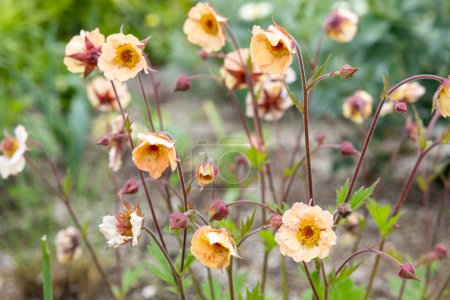 Geum Mai Tai flowers blooming neatly in the garden.