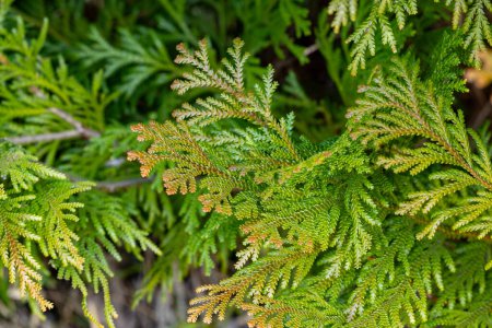 Close-up of beautiful hiba arborvitae leaves in forest park.