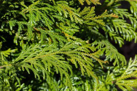 Close-up of beautiful hiba arborvitae leaves in forest park.