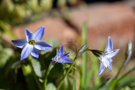Photo for Ipheion uniflorum flowers blooming beautifully in the spring garden. - Royalty Free Image