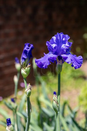 Blue iris flowers that bloom beautifully in early summer.