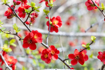 Japanese quince flowers blooming neatly in the forest.