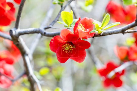 Japanische Quittenblüten blühen ordentlich im Wald.