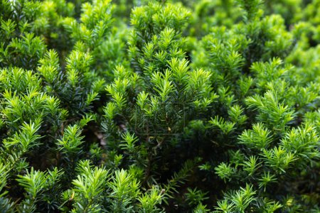 Photo for Sprouts of Japanese yew that sprouted in early summer. - Royalty Free Image