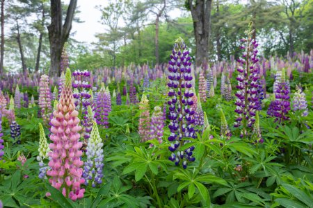 Beautiful and colorful lupine herds in the garden.