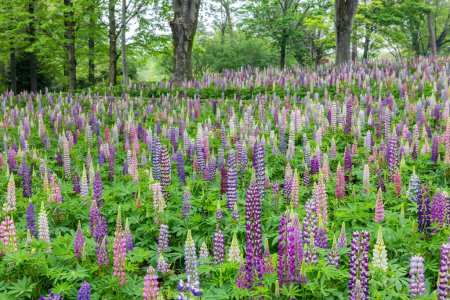 Beautiful and colorful lupine herds in the garden.