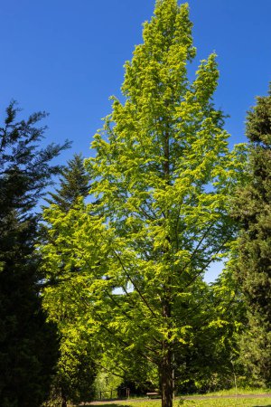 El verde fresco de Metasequoia es como una torre amarillo-verde.