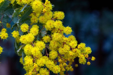 Nahaufnahme von gelben Mimosen-Blüten, die die Ankunft des Frühlings signalisieren.