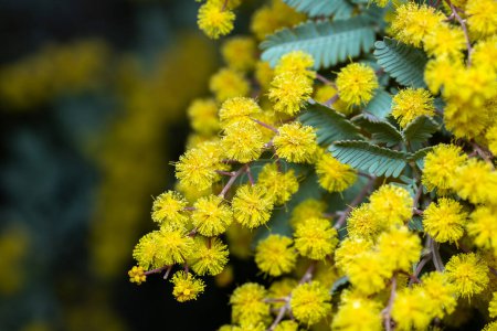 Nahaufnahme von gelben Mimosen-Blüten, die die Ankunft des Frühlings signalisieren.