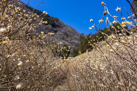 Una colonia de Mitsumata floreciendo en el bosque en primavera.