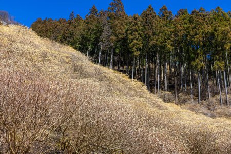 Eine Kolonie von Mitsumata blüht im Frühling im Wald.