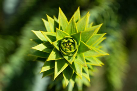 The shape of the tip of a monkey puzzle tree branch with many thorns.