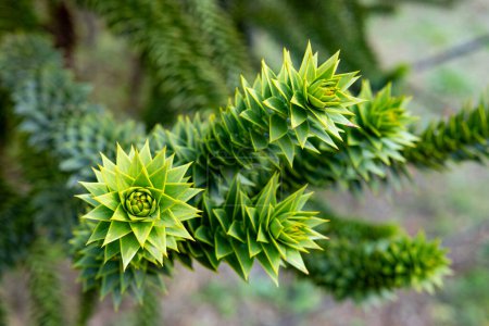 The shape of the tip of a monkey puzzle tree branch with many thorns.