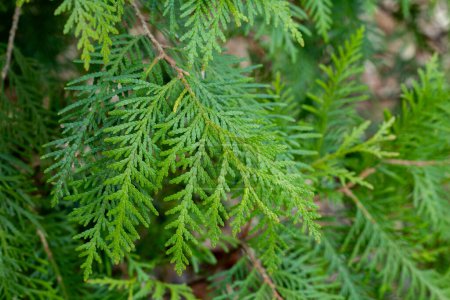 Young leaves of the forest Oriental arborvitae.