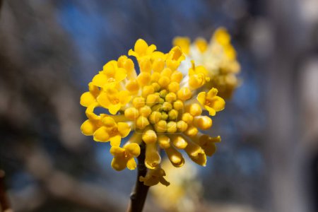 Niedliche Paperbusch-Blumen blühen im Frühlingswald.