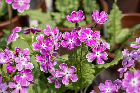 Pink and white primula sieboldii flowers blooming in the spring garden.