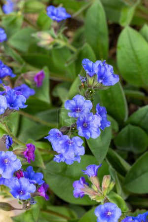 Cobalt blue pulmonaria flowers blooming in the spring garden.