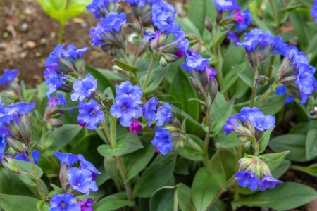 Cobalt blue pulmonaria flowers blooming in the spring garden.