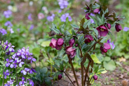 Dark purple hellebore flowers blooming in early spring garden.