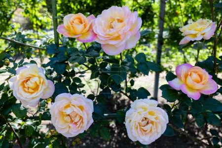 Beautiful orange and pink gradation rose flowers blooming in the rose garden.