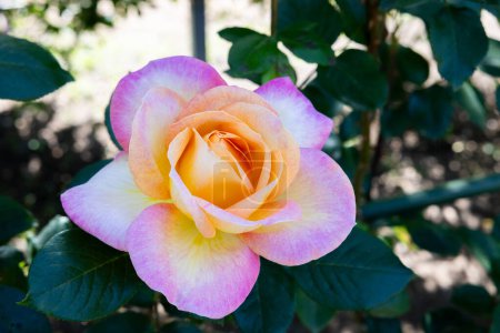 Beautiful orange and pink gradation rose flowers blooming in the rose garden.