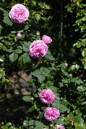 Beautiful pink roses blooming in the rose garden.