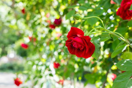 Beautiful red roses blooming in the rose garden.