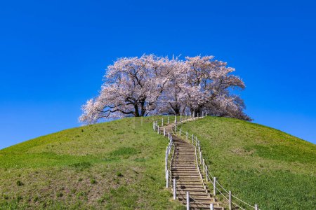 Blick auf Kirschblüten von der Ostseite des Sakitama antiken Grabparks.