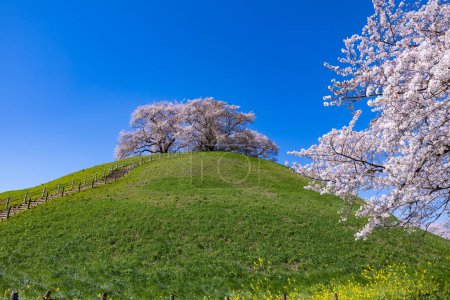 Blick auf Kirschblüten von der Ostseite des Sakitama antiken Grabparks.