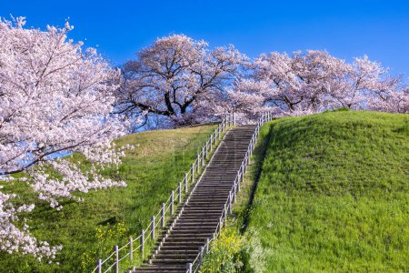 Vue sur les fleurs de cerisiers depuis l'avant de l'ancien parc funéraire Sakitama.