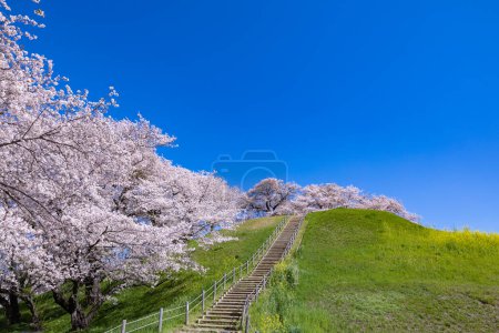 Blick auf Kirschblüten von der Vorderseite des Sakitama antiken Grabparks.