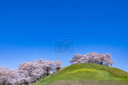 Blick auf Kirschblüten von der Seite des Sakitama antiken Grabparks.