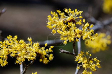 Yellow shan zhu yu flowers that bloom in early spring.