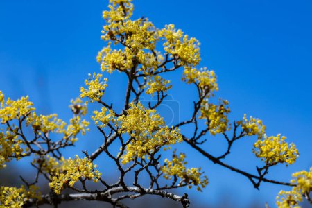 Yellow shan zhu yu flowers blooming against the blue sky in early spring.