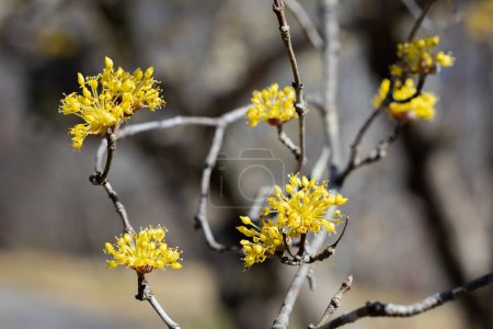 Yellow shan zhu yu flowers that bloom in early spring.