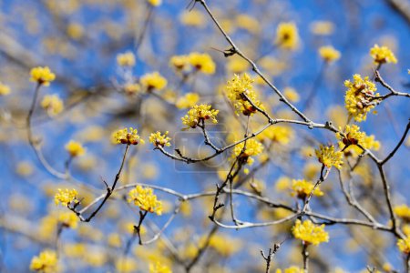 Gelbe shan zhu yu Blumen, die im zeitigen Frühling gegen den blauen Himmel blühen.