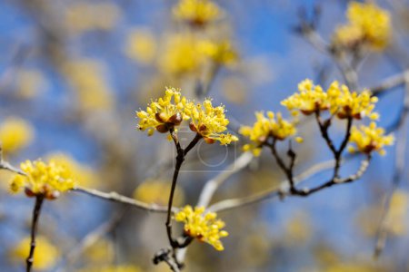 Yellow shan zhu yu flowers blooming against the blue sky in early spring.