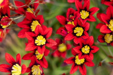 Bright red Sparaxis flowers blooming in abundance in the garden.