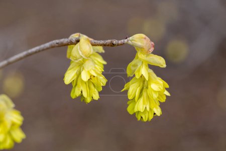Gelbe Blüten der Haselnuss, die im Wald blühen.