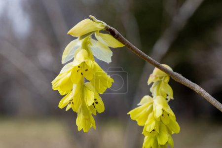 Yellow flowers of spike witch hazel,  blooming in the forest.