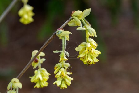 Yellow flowers of spike witch hazel,  blooming in the forest.